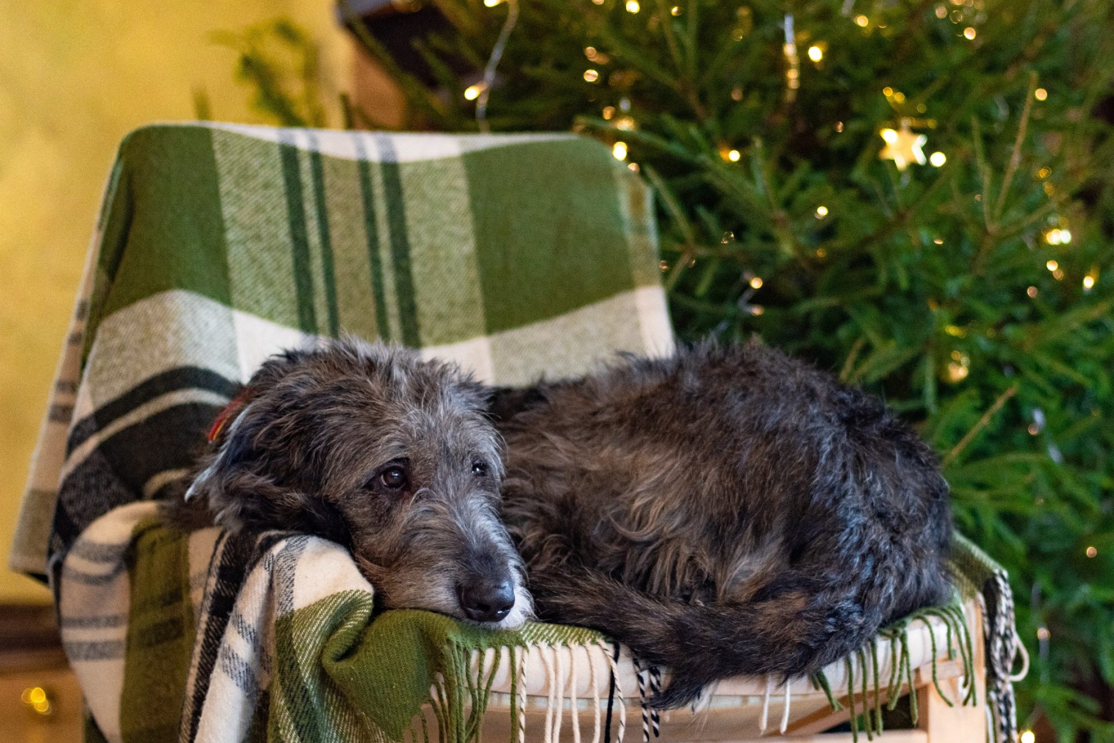 Ein Hund liegt auf einem Sessel vor dem Weihnachtsbaum.