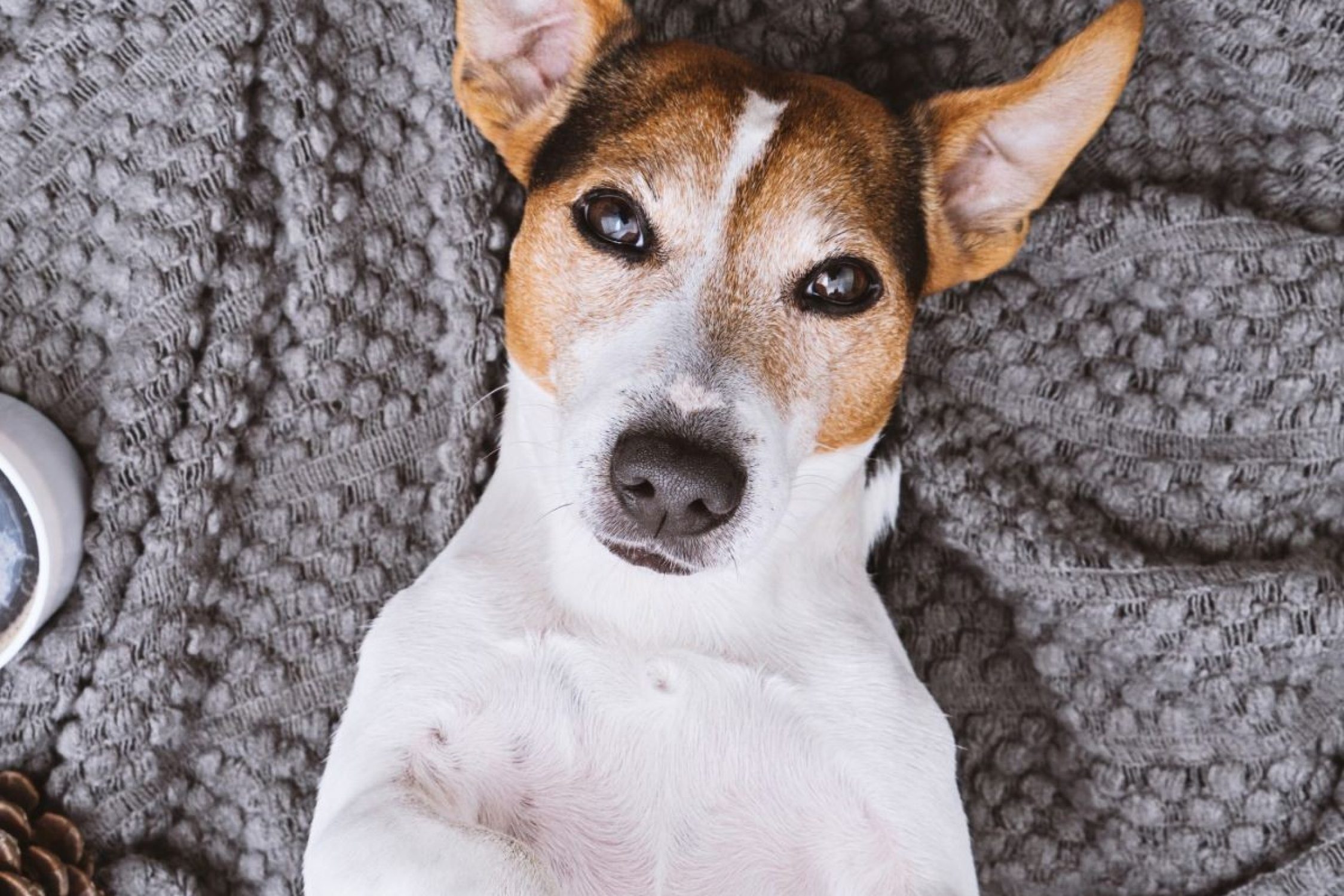 Ein Hund von oben fotografiert.