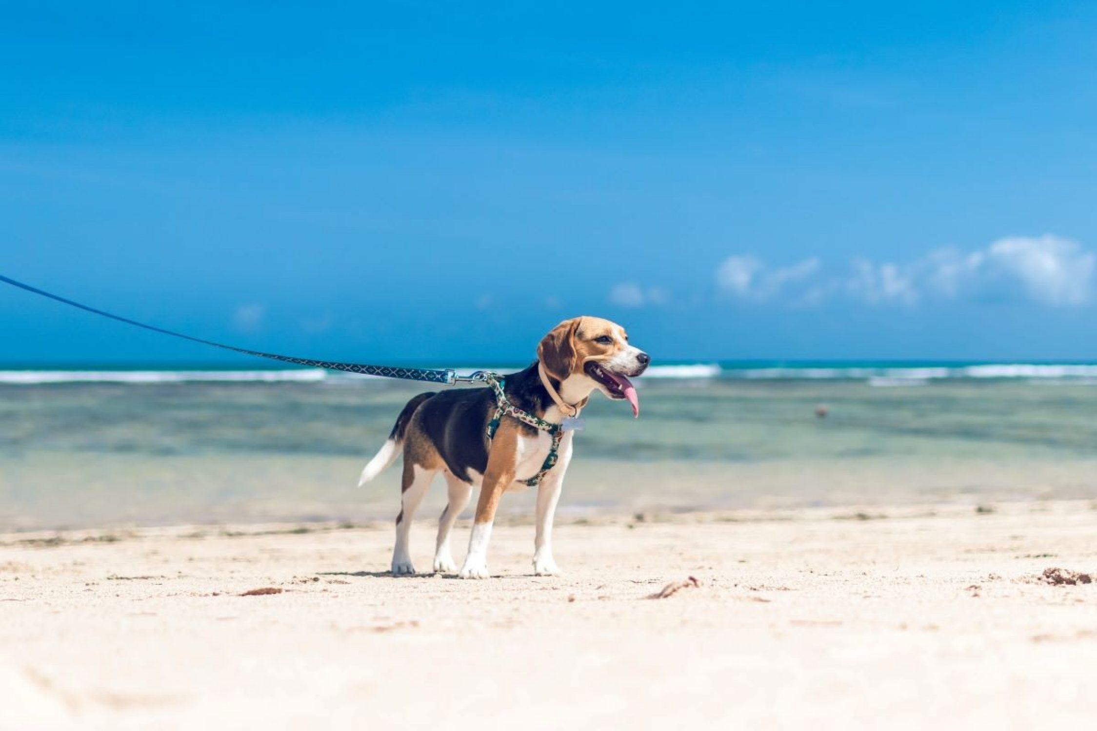 Hund am Strand