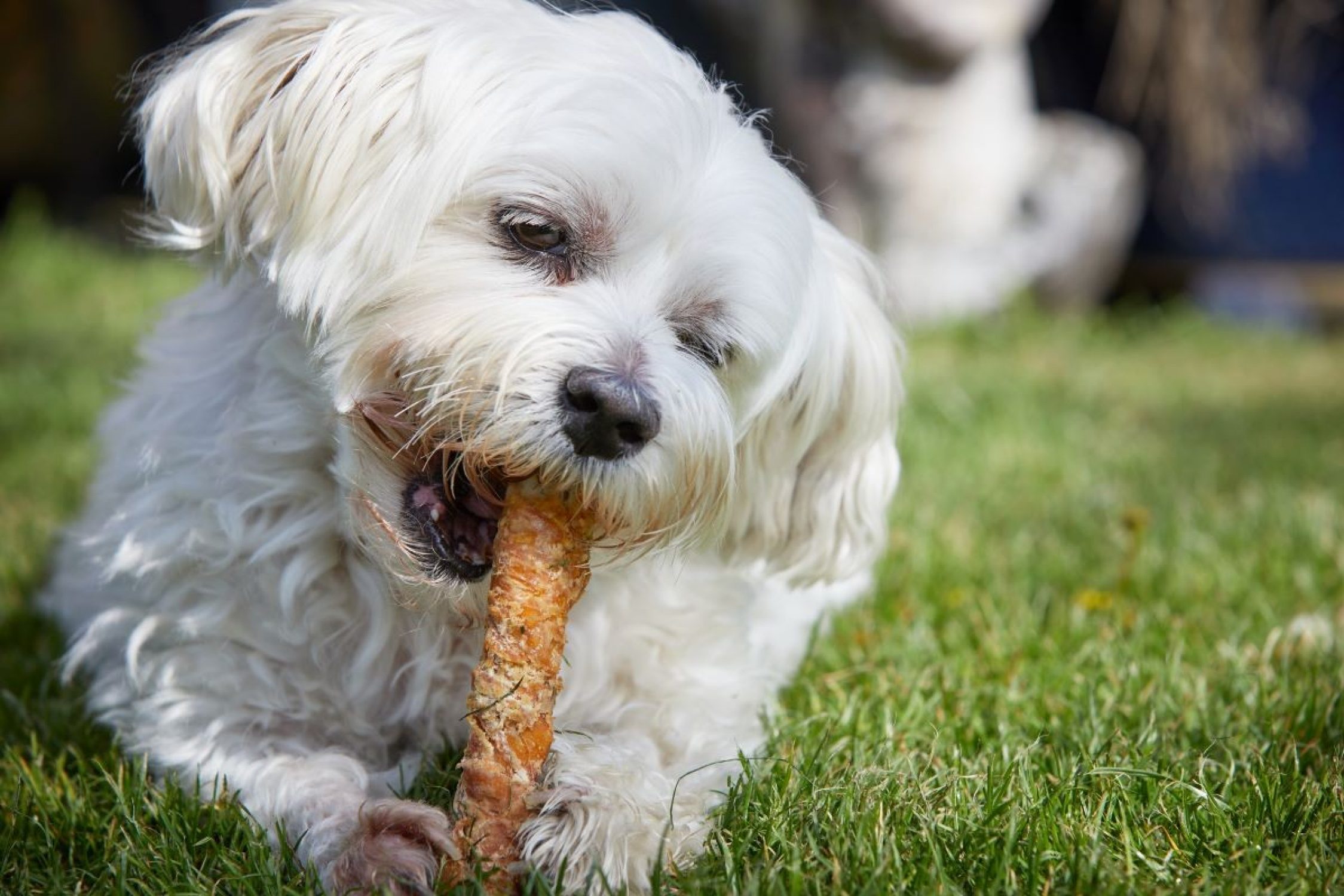 Elia liegt im Rasen und frisst einen Hundeknochen.