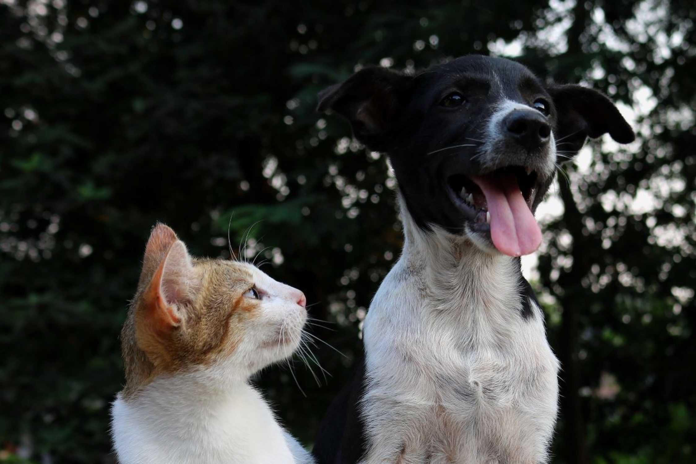 Katze und Hund