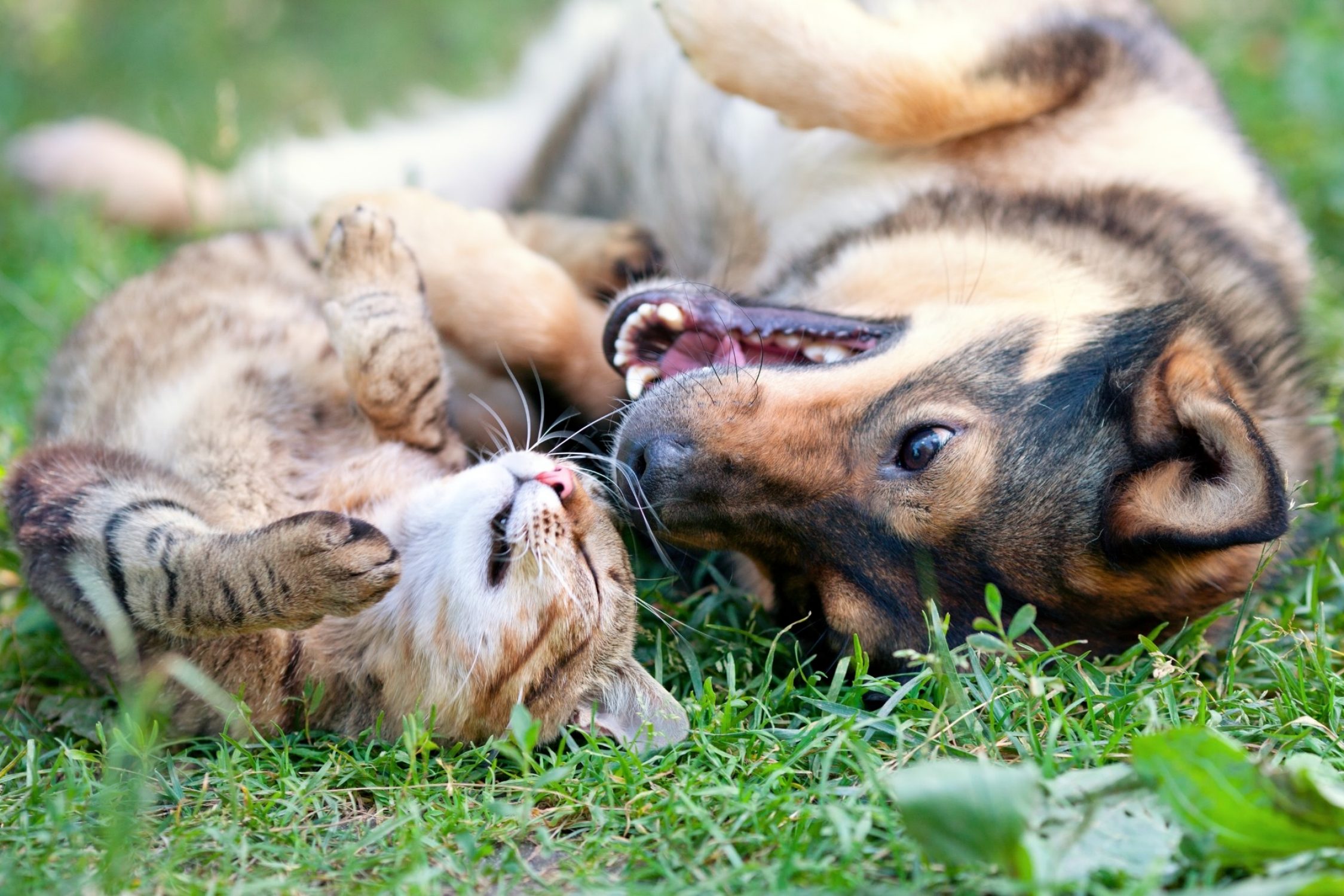 Katze und Hund wälzen sich im Gras.