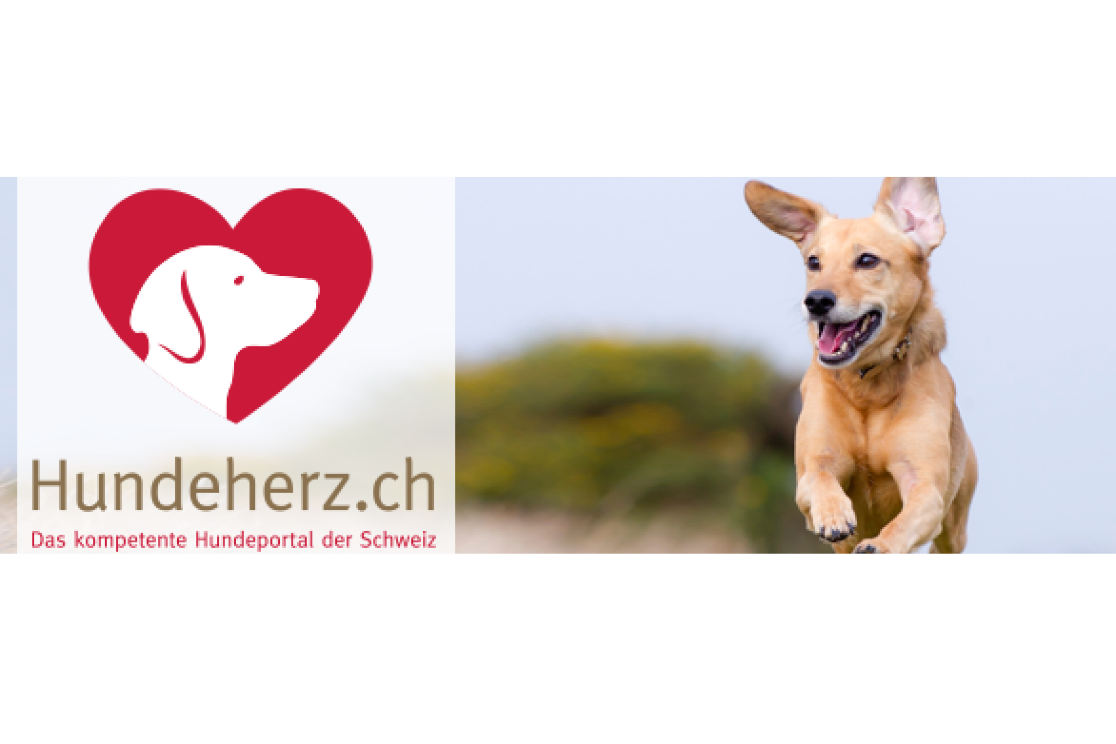 Banner von hundeherz.ch mit Hund darauf