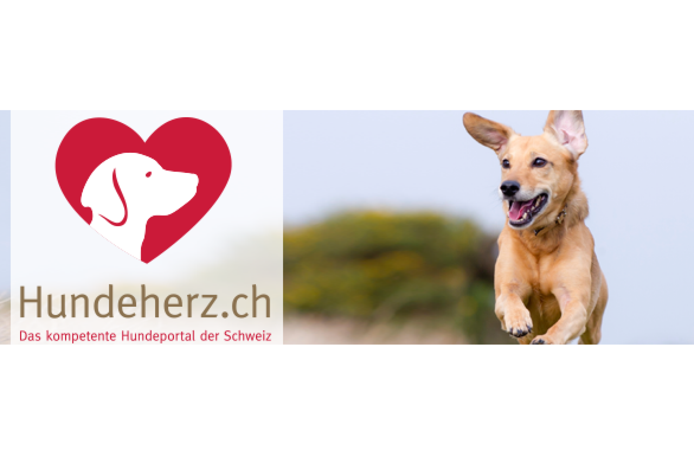 Hundeherz.ch – kompetente Hundeportal der Schweiz Tierversicherung