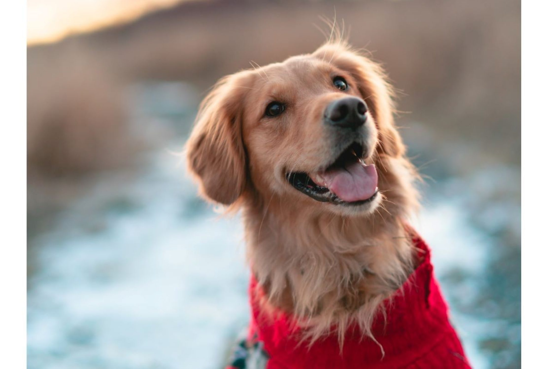 Golden Retriever