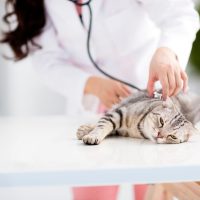 katze_beim_tierarzt
