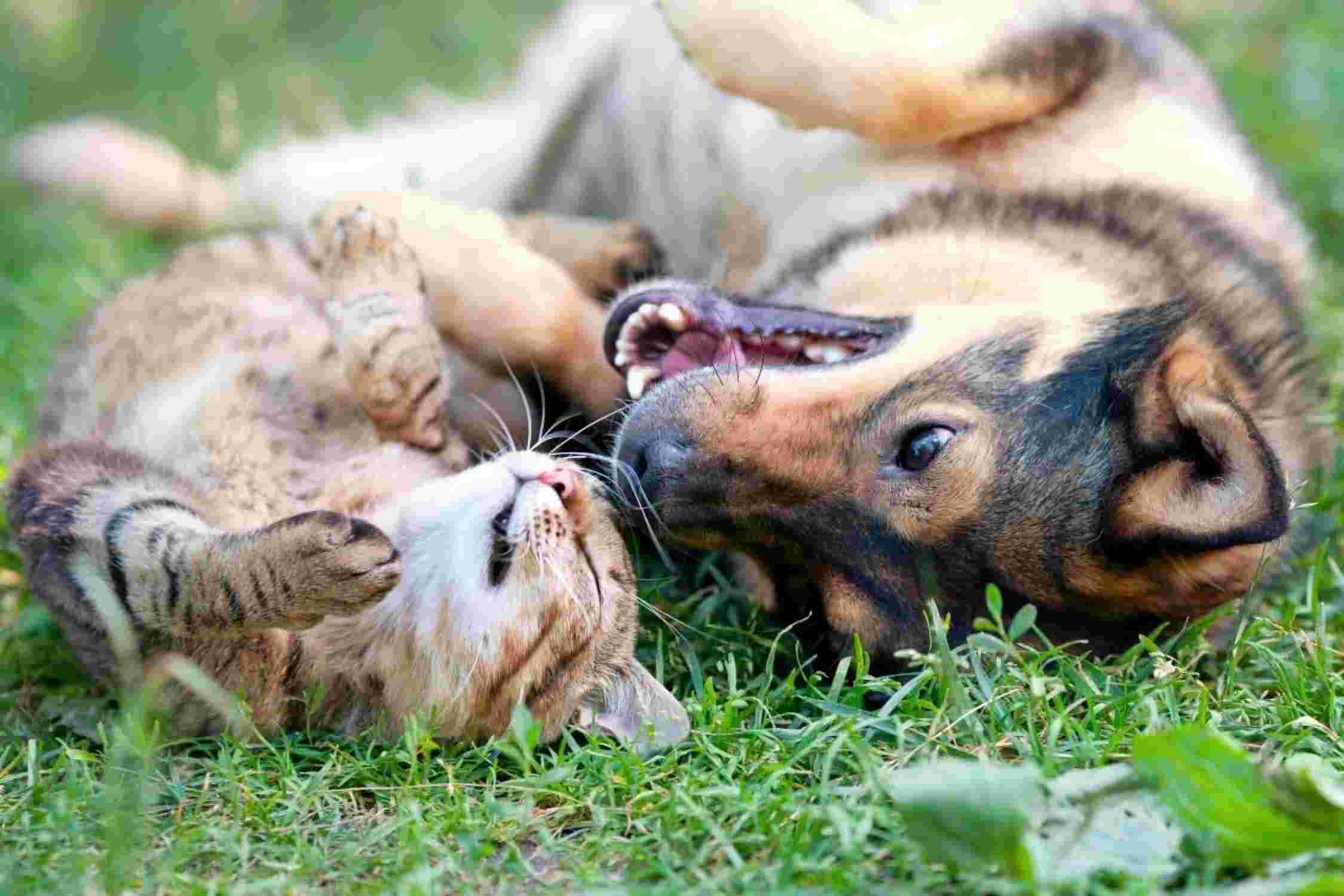 Hund und Katze optimal versichert liegen glücklich nebeneinander.