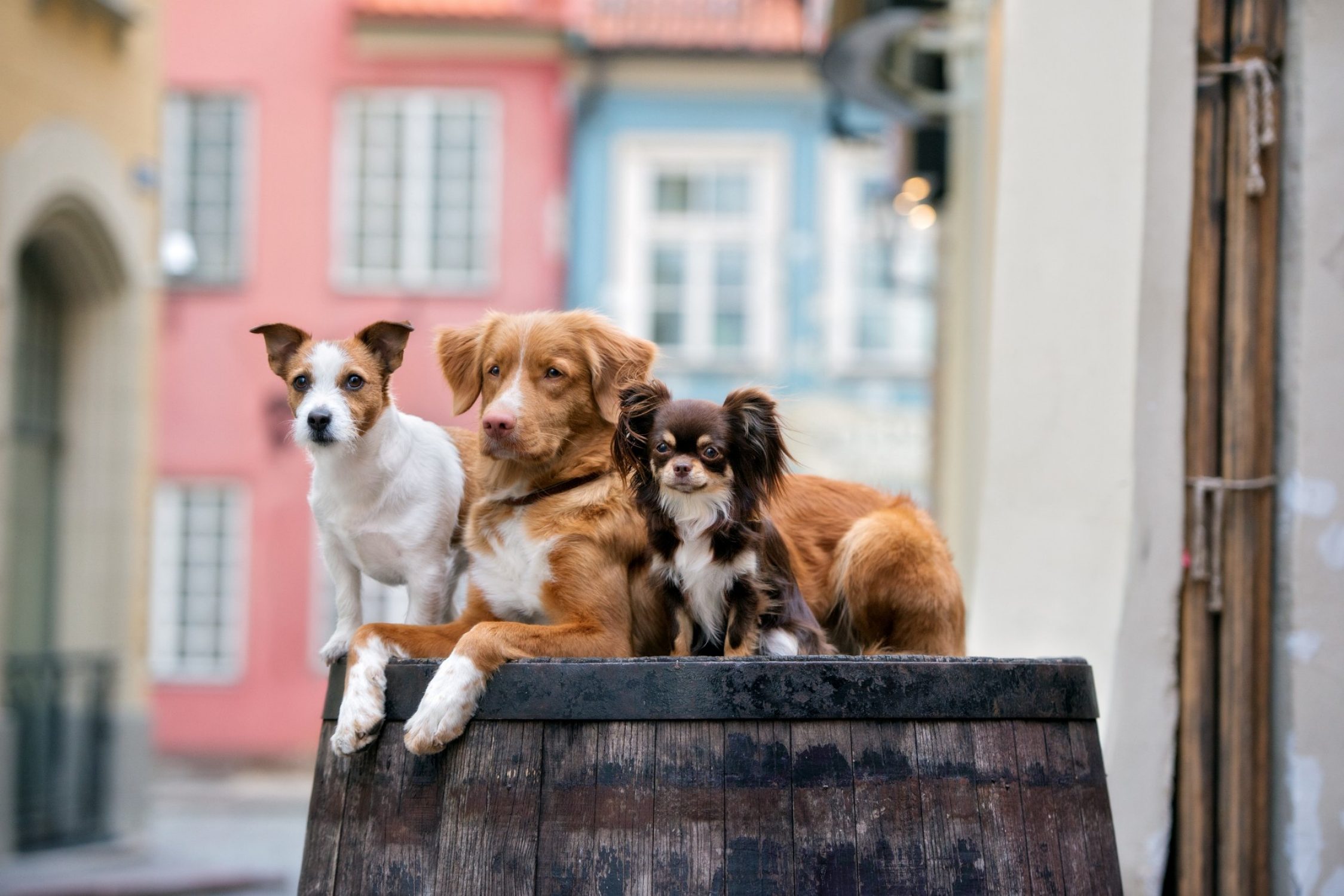 drei Hunde auf einem Fass