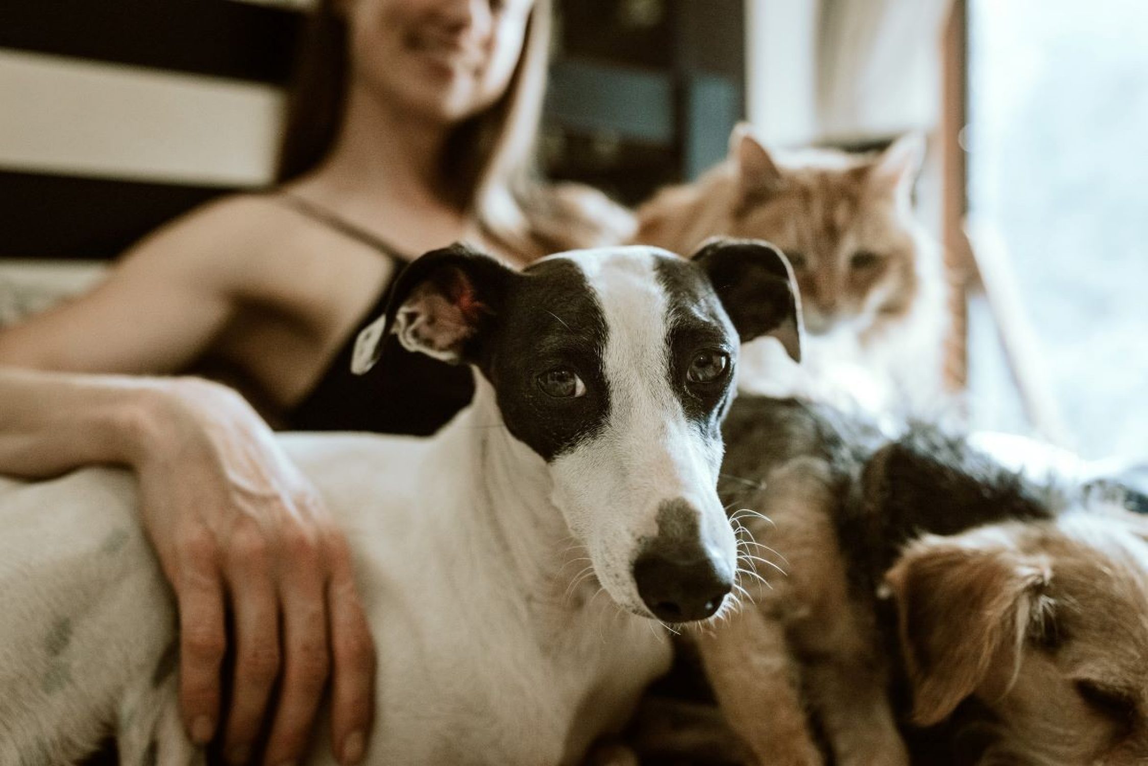 Frau mit Hund und Katze