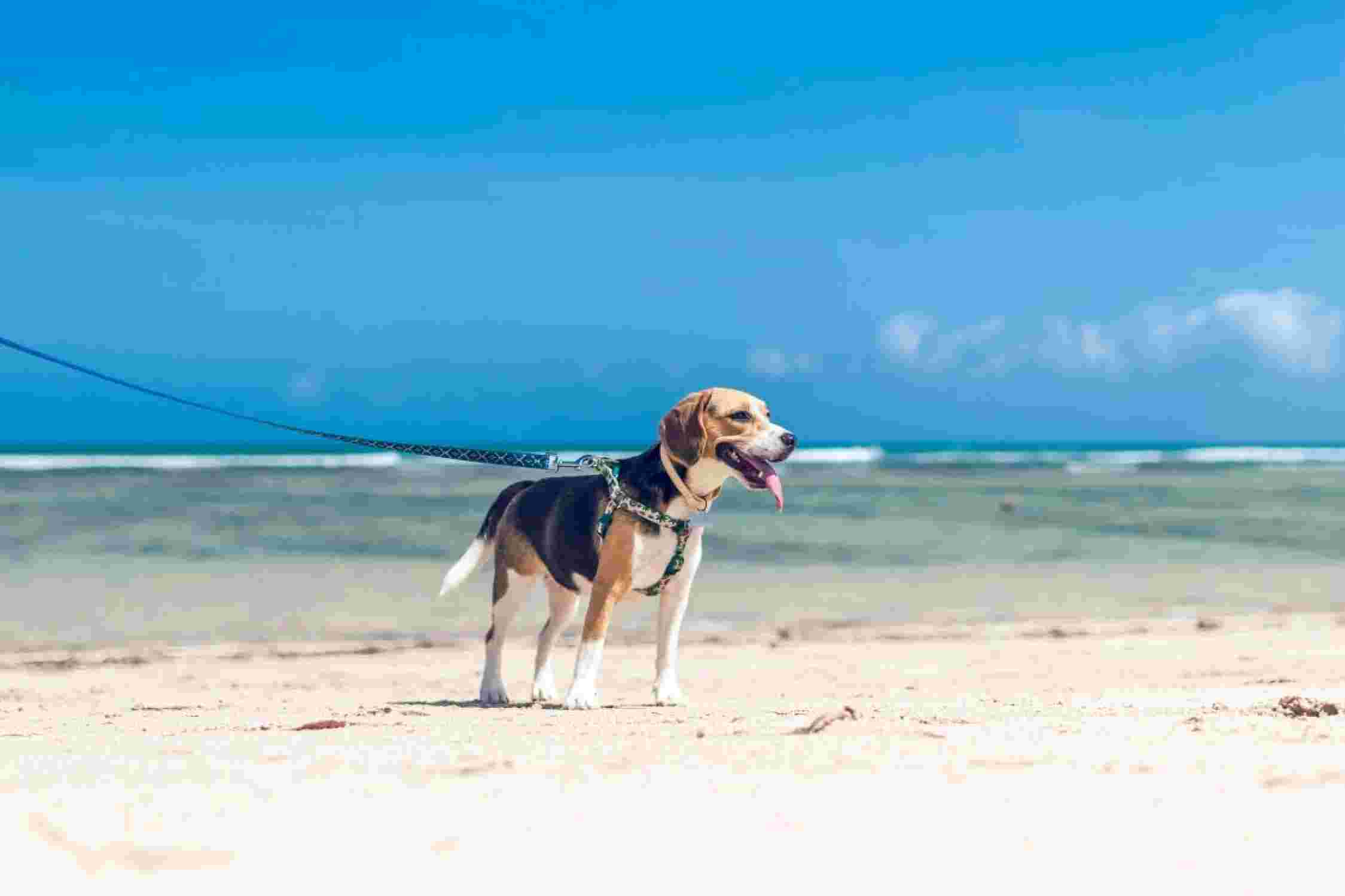Hund am Strand
