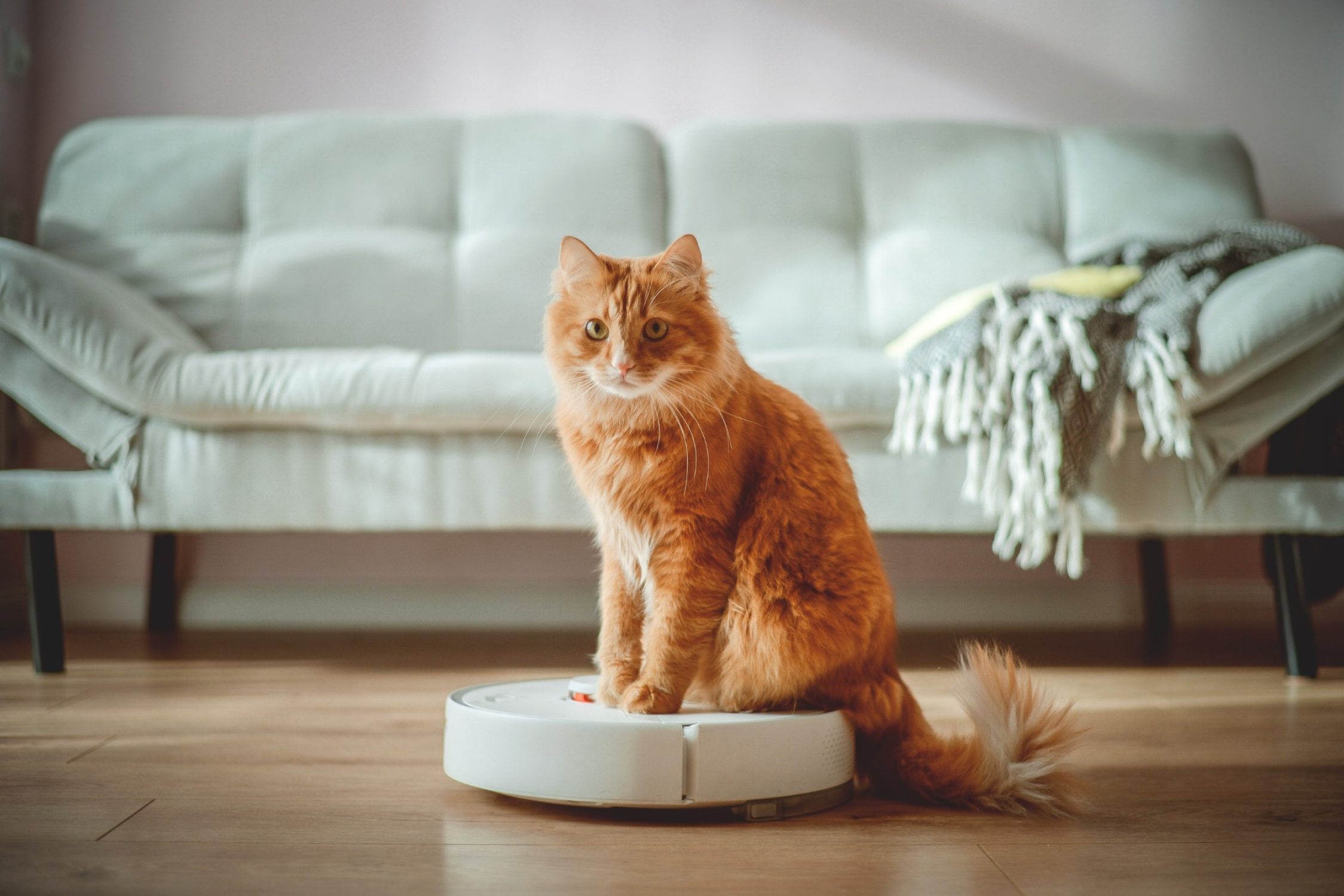 A cat sits on a robot hoover.