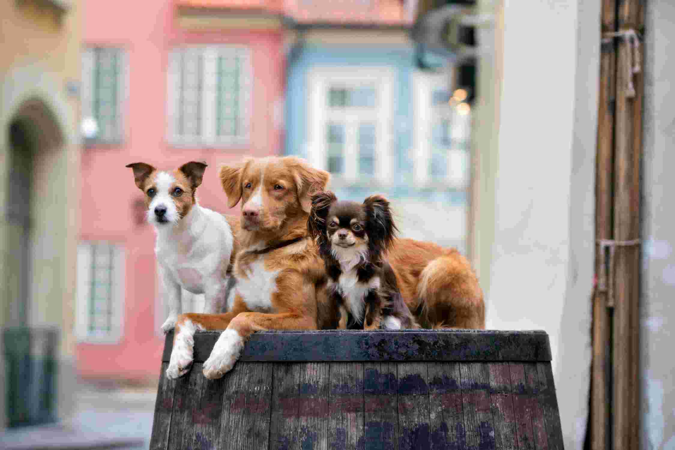 drei Hunde auf einem Fass
