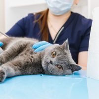 katze_beim_tierarzt