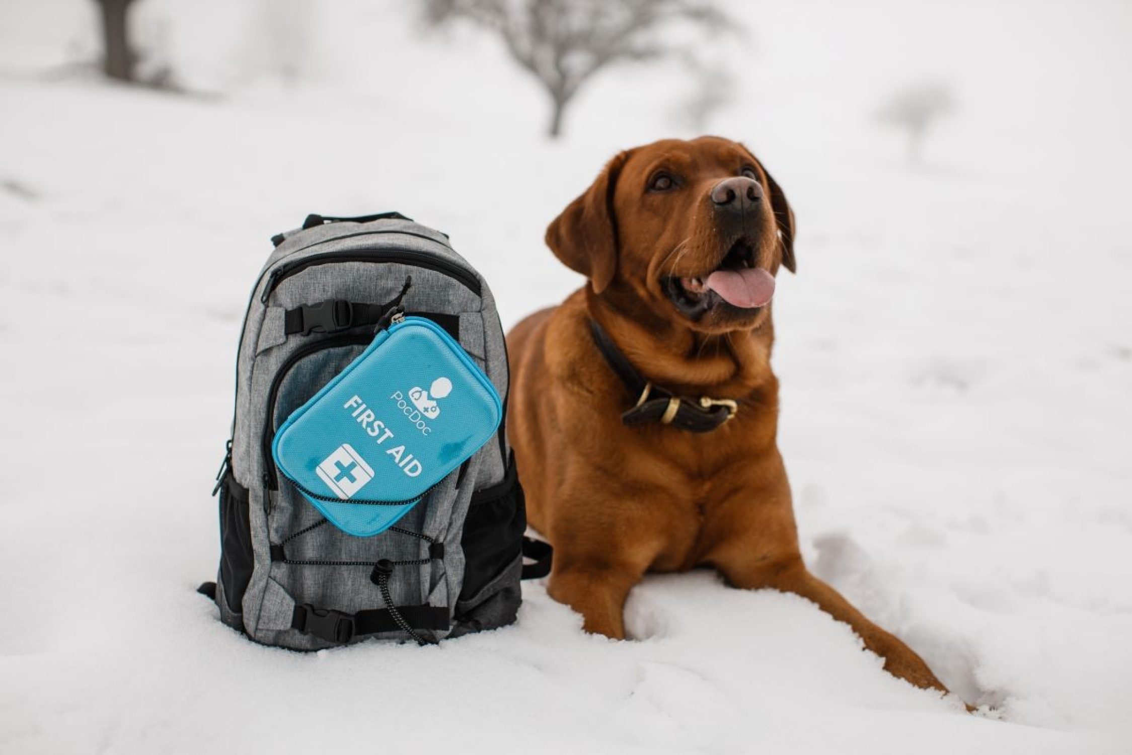 Hund mit Erste-Hilfe-Set von PocDoc® im Schnee.