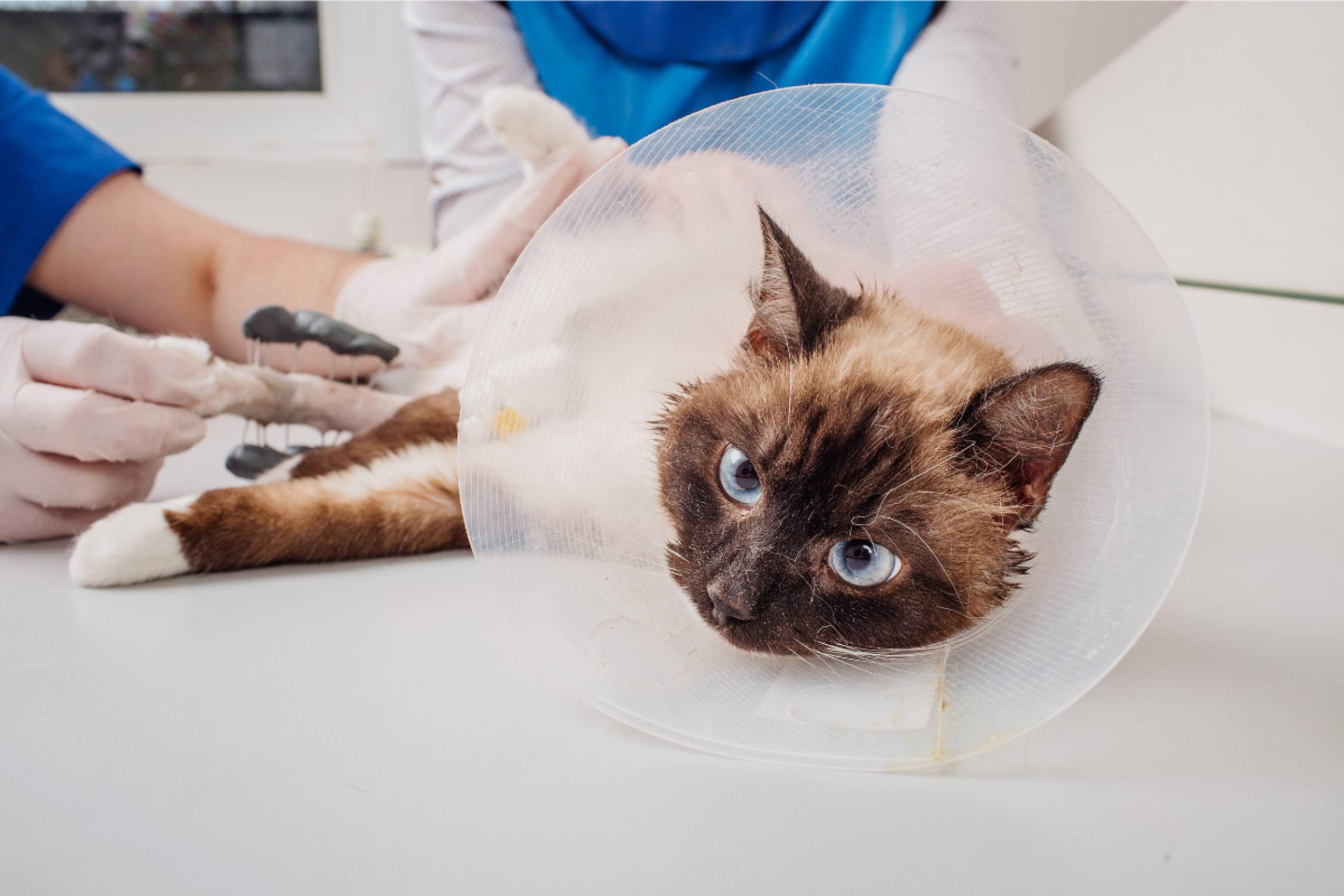 Un chat chez le médecin.