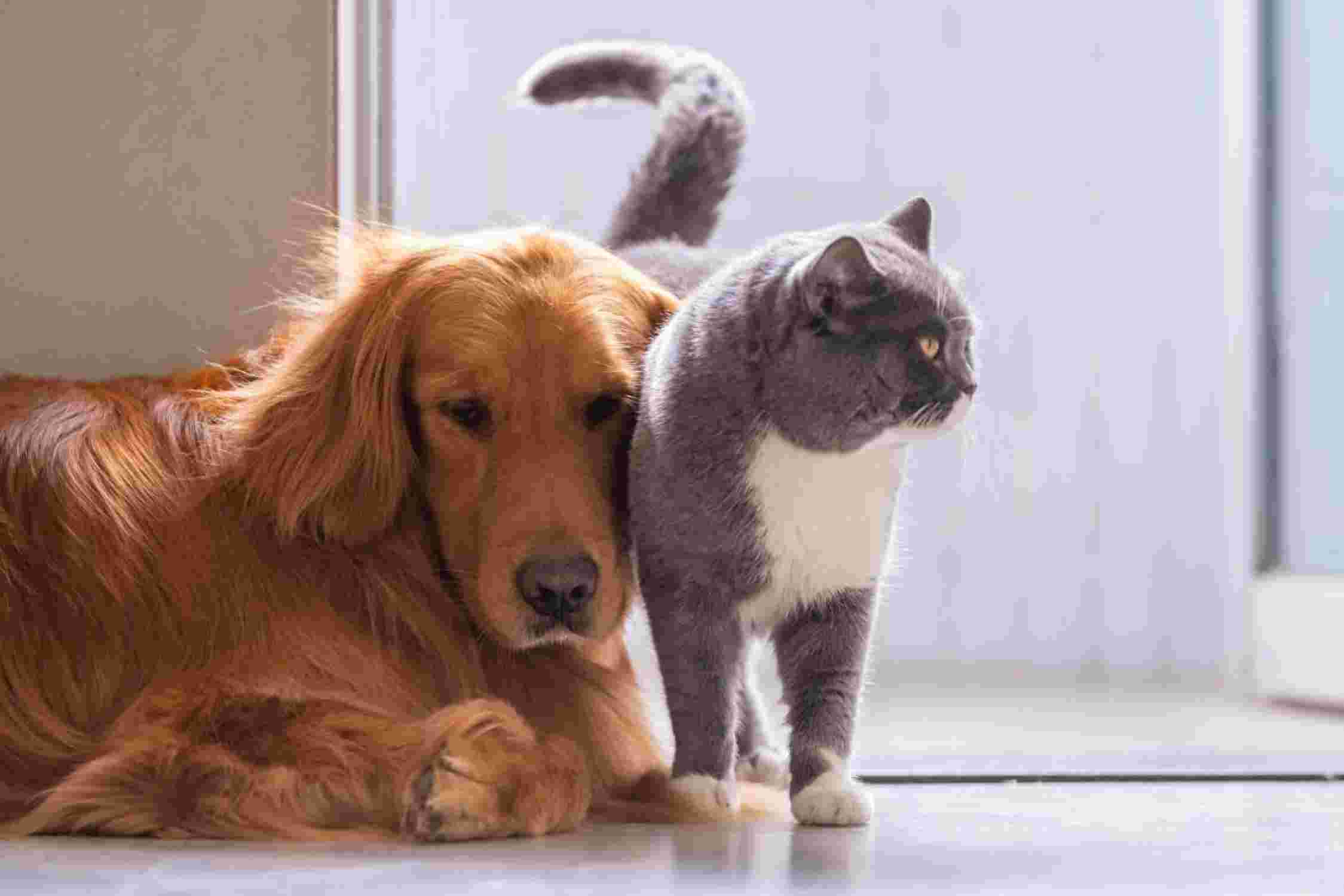 Un chien assuré et un chat assuré se câlinent.