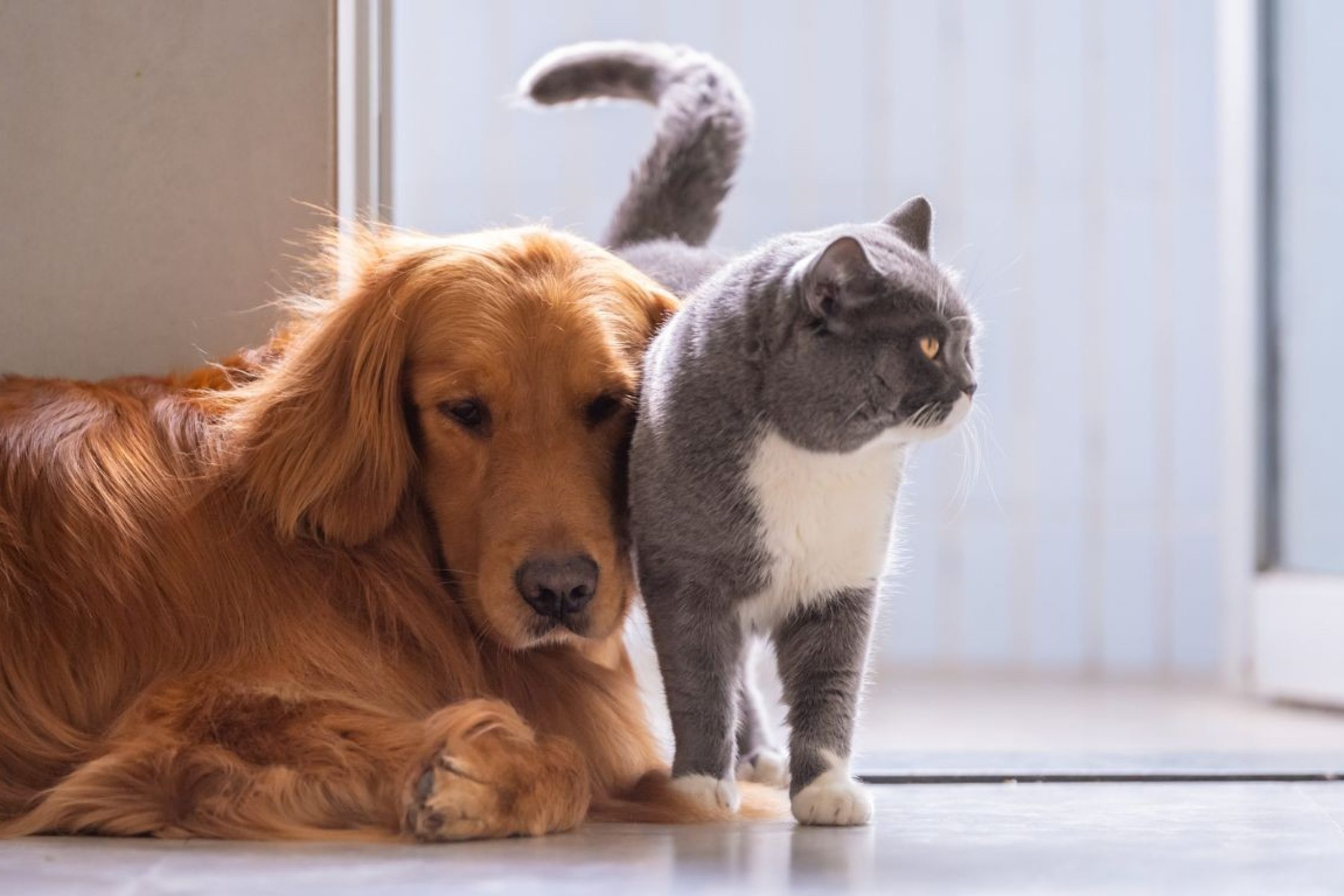 Un chien assuré et un chat assuré se câlinent.