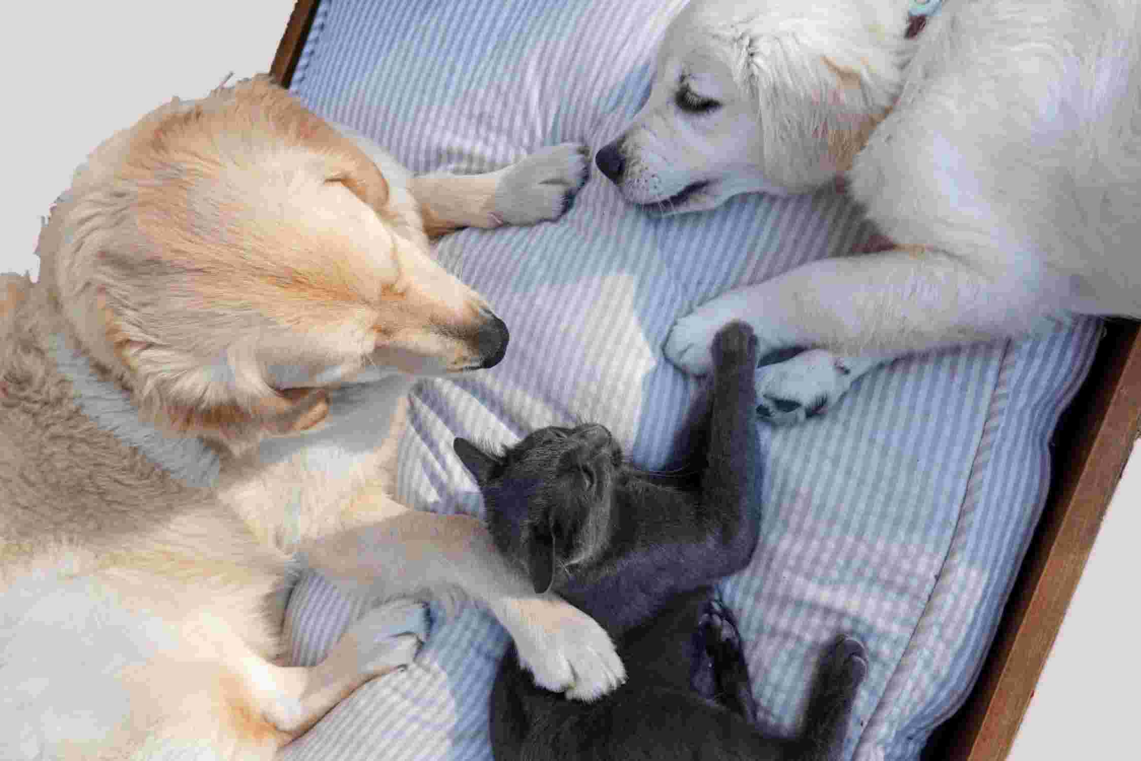Zwei Hunde und eine Katze liegen auf ihrem Bett.