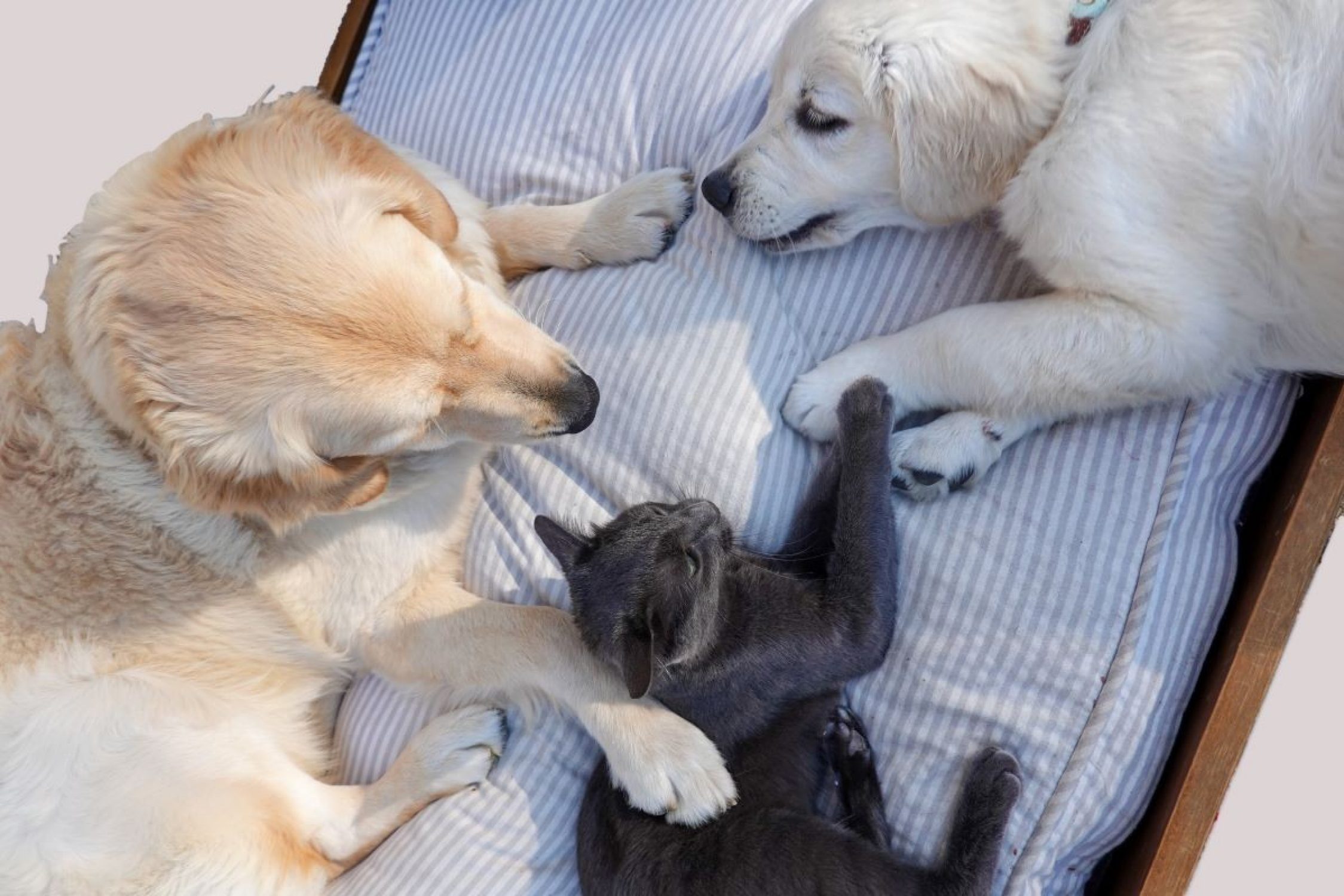 Zwei Hunde und eine Katze liegen auf ihrem Bett.
