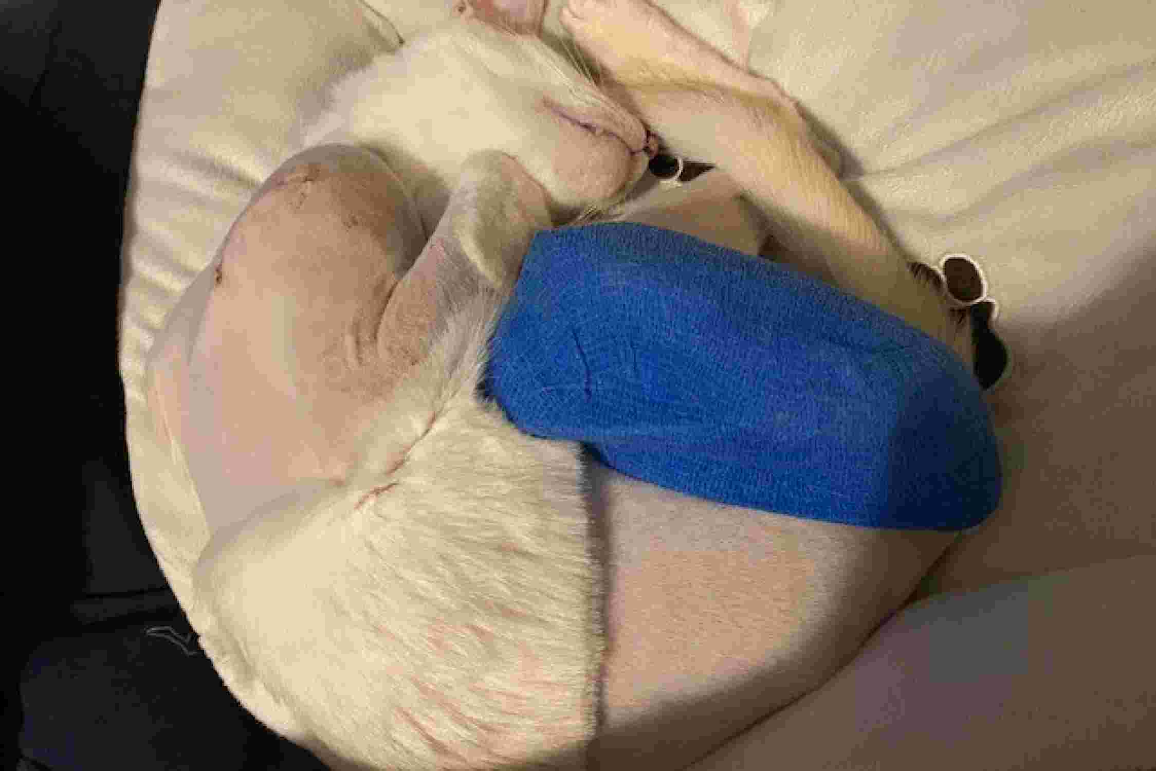 Katze mit Verband