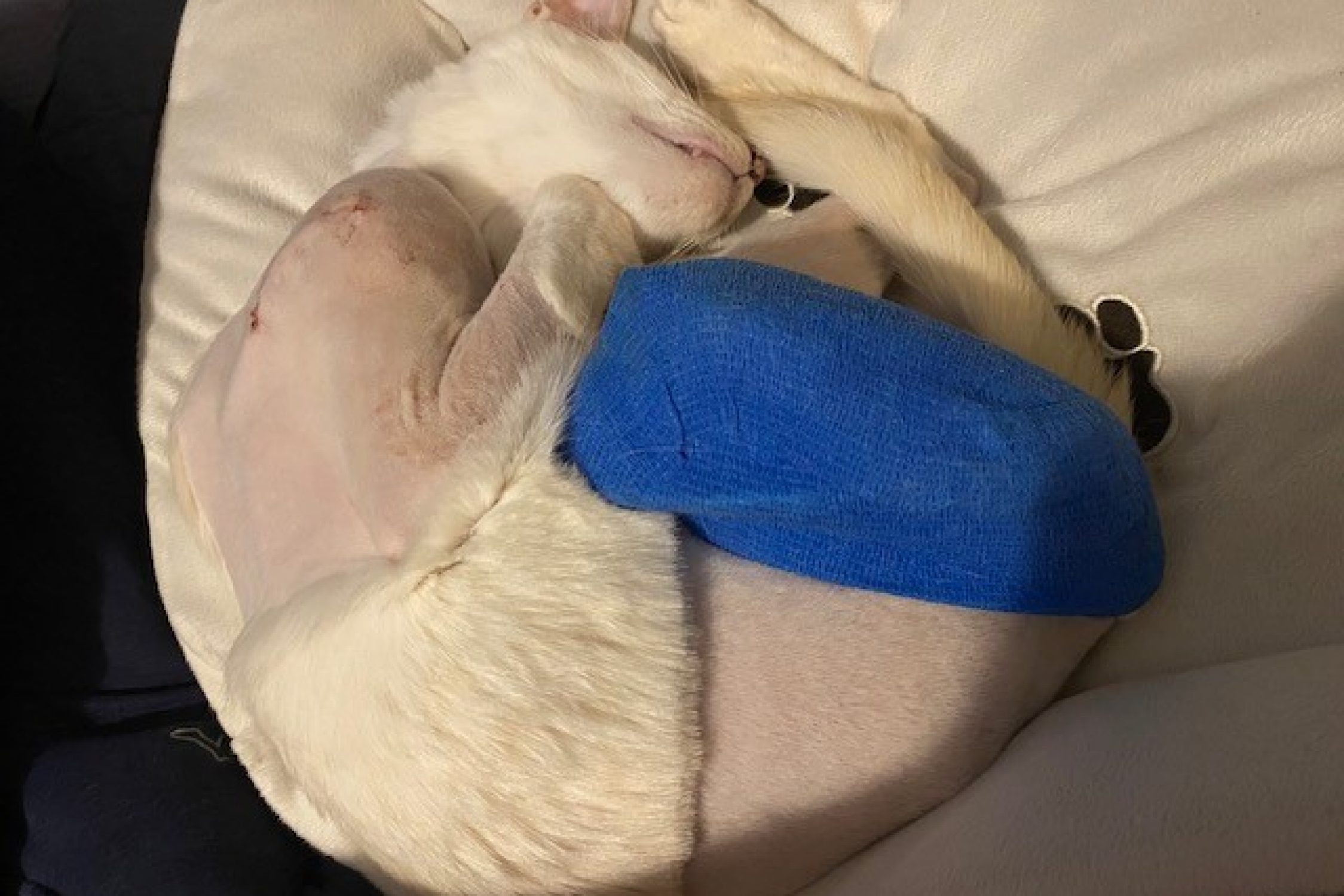 Katze mit Verband