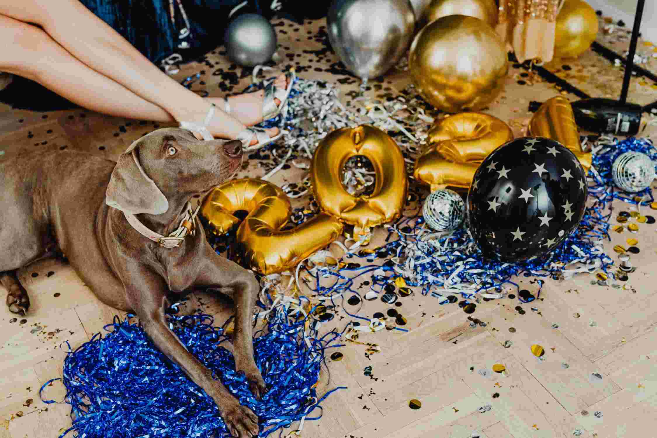 Hund an Silvester