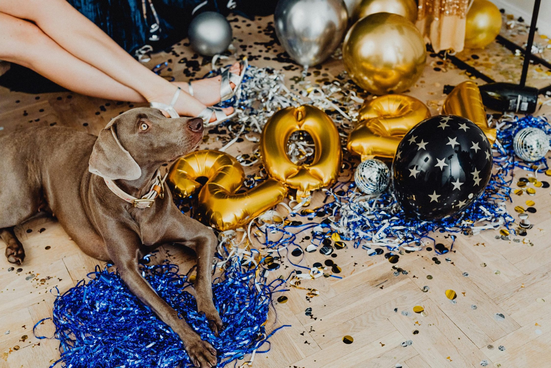 Hund an Silvester