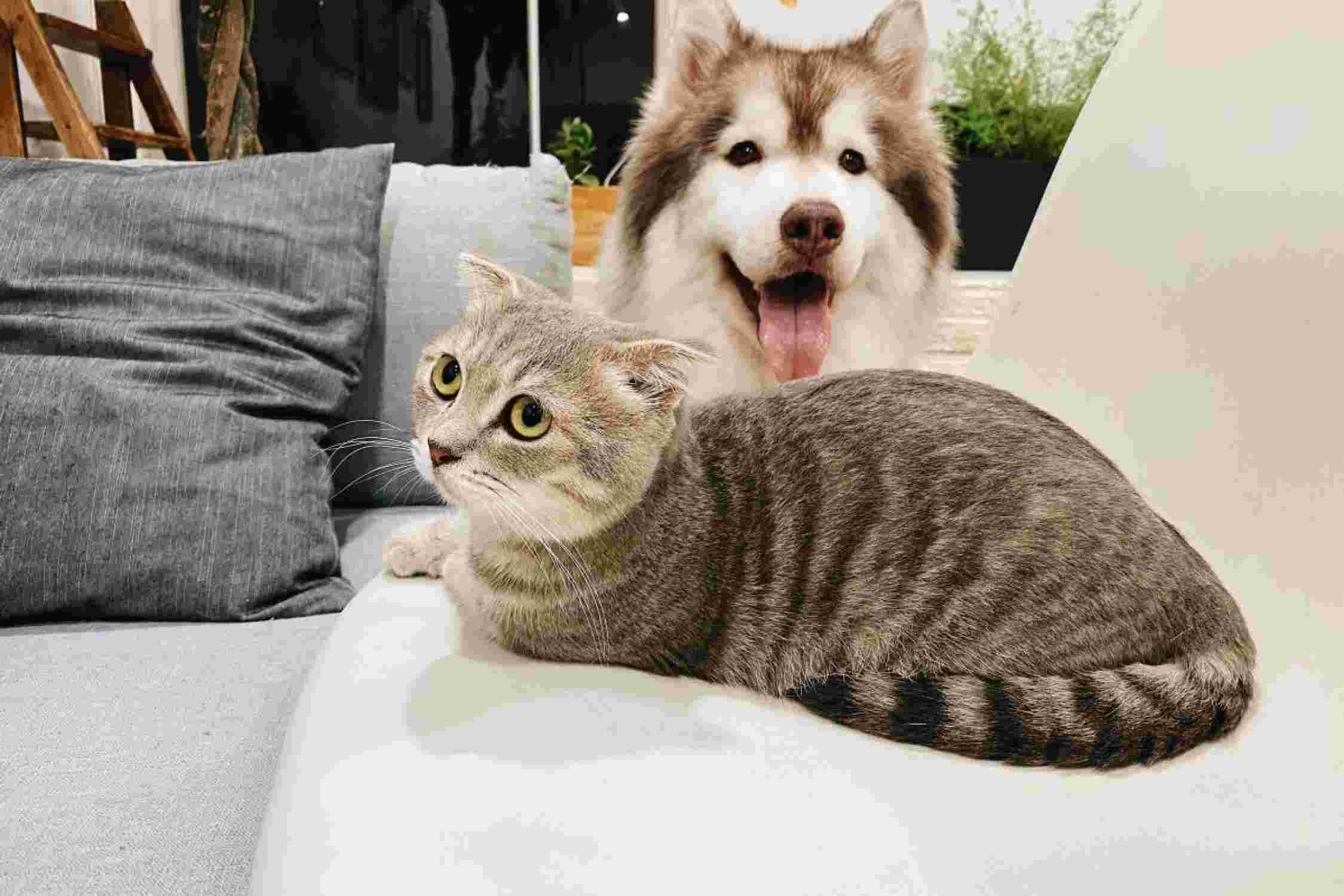 versicherter-hund-und-katze-auf-dem-sofa