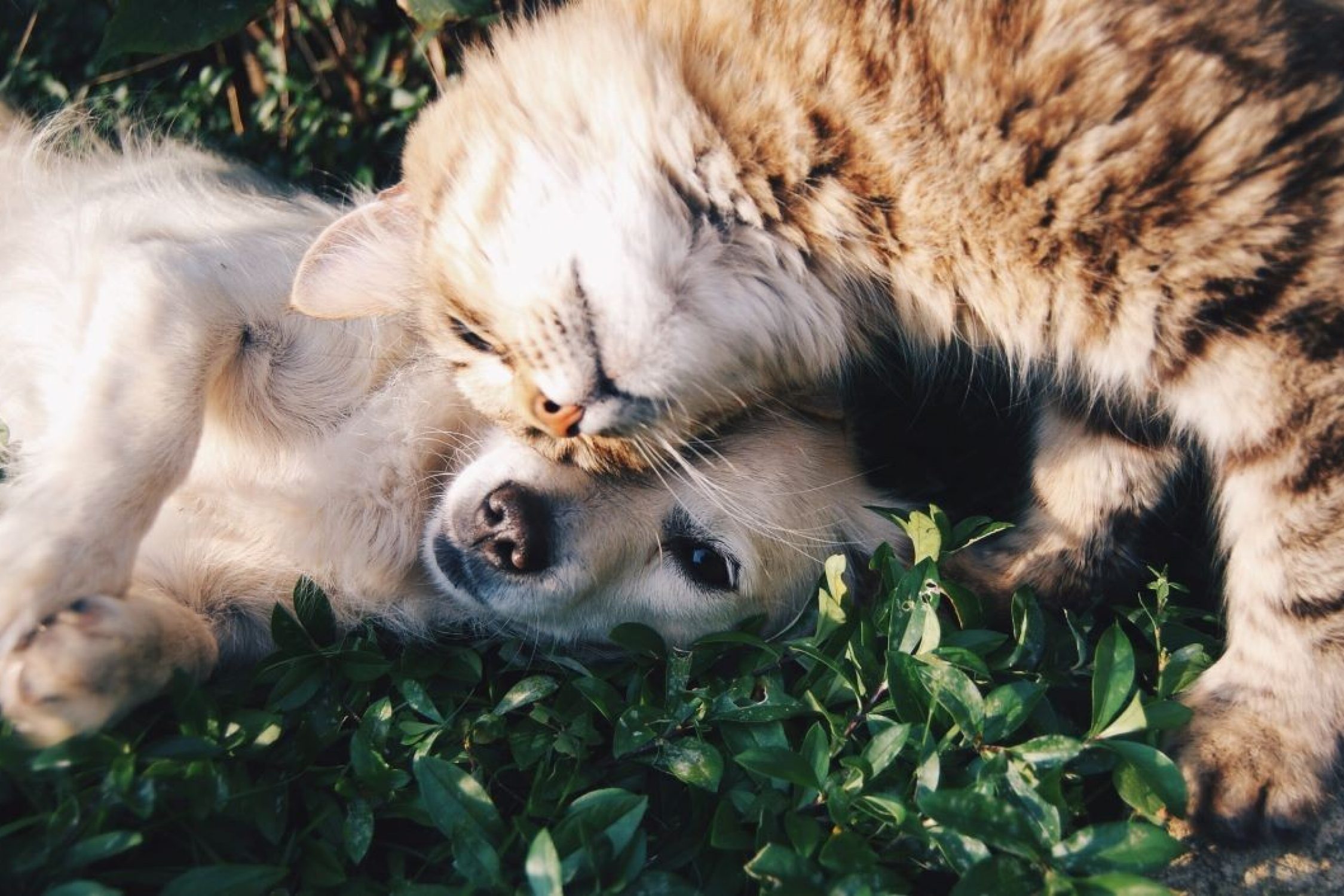 Chien avec chat