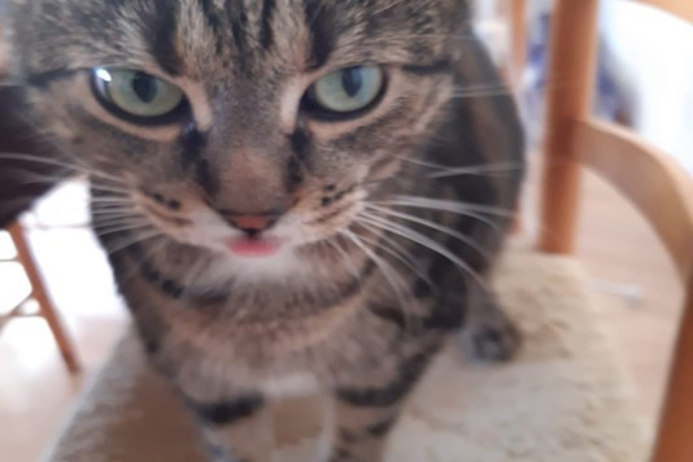 Simba, die Katze am liegen
