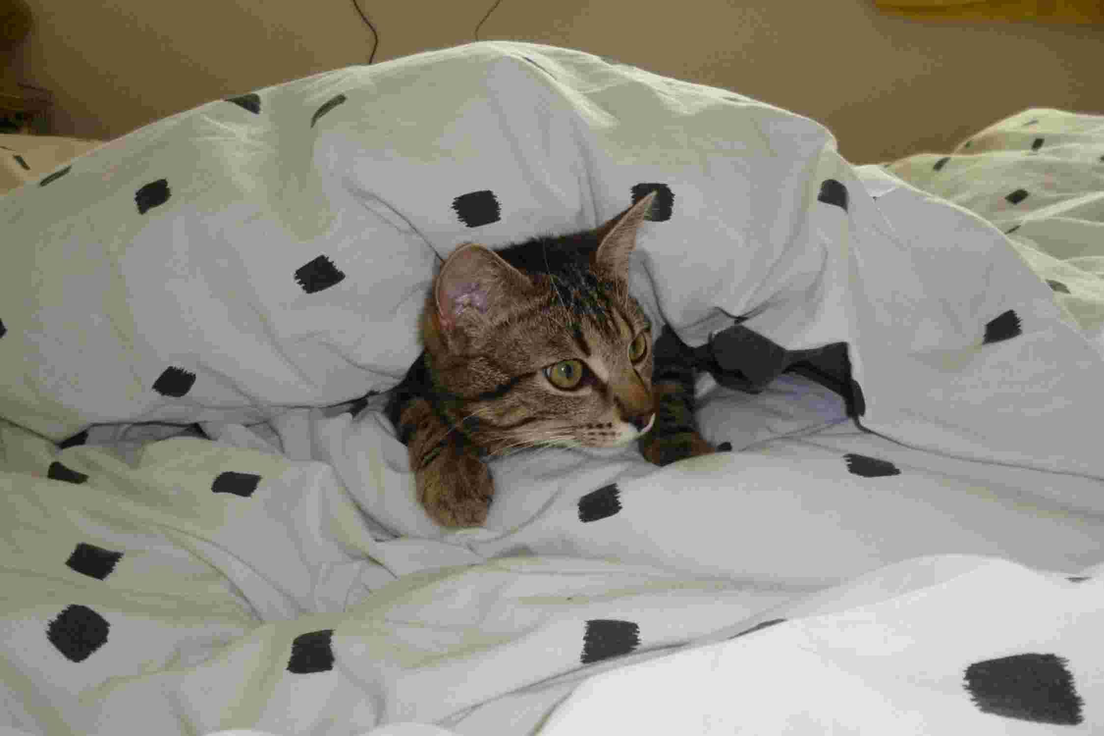 Simba, die Katze am liegen