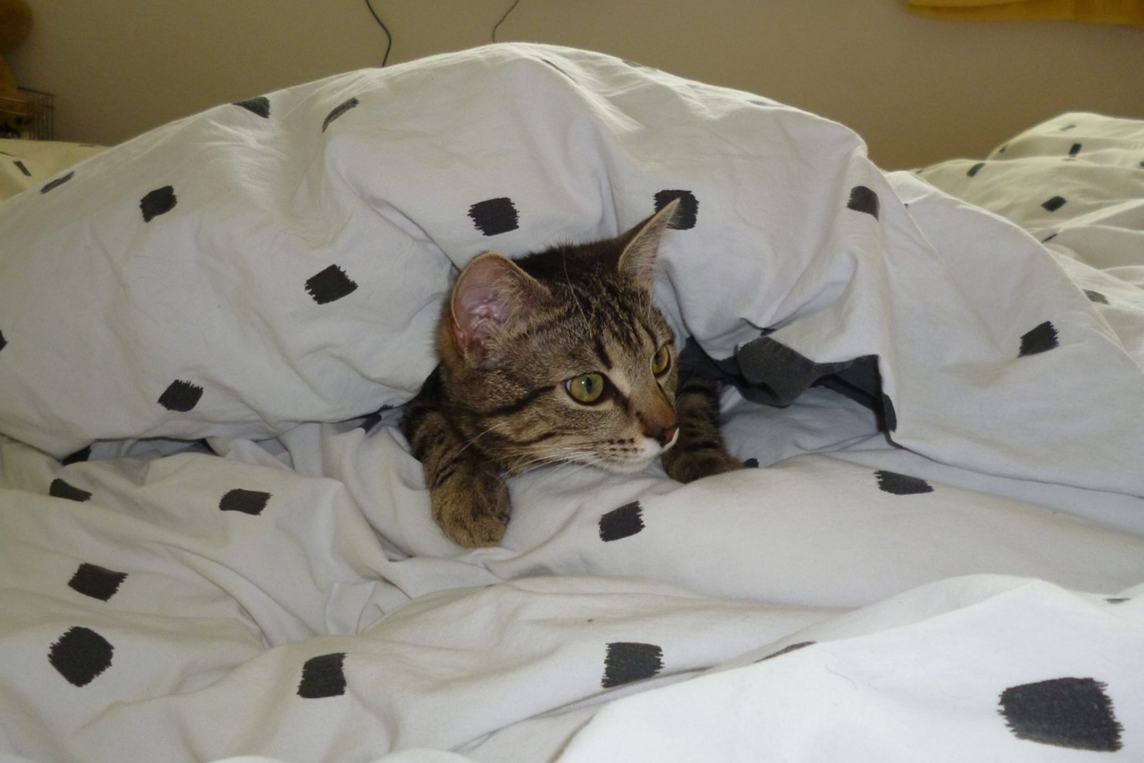 Simba, die Katze am liegen