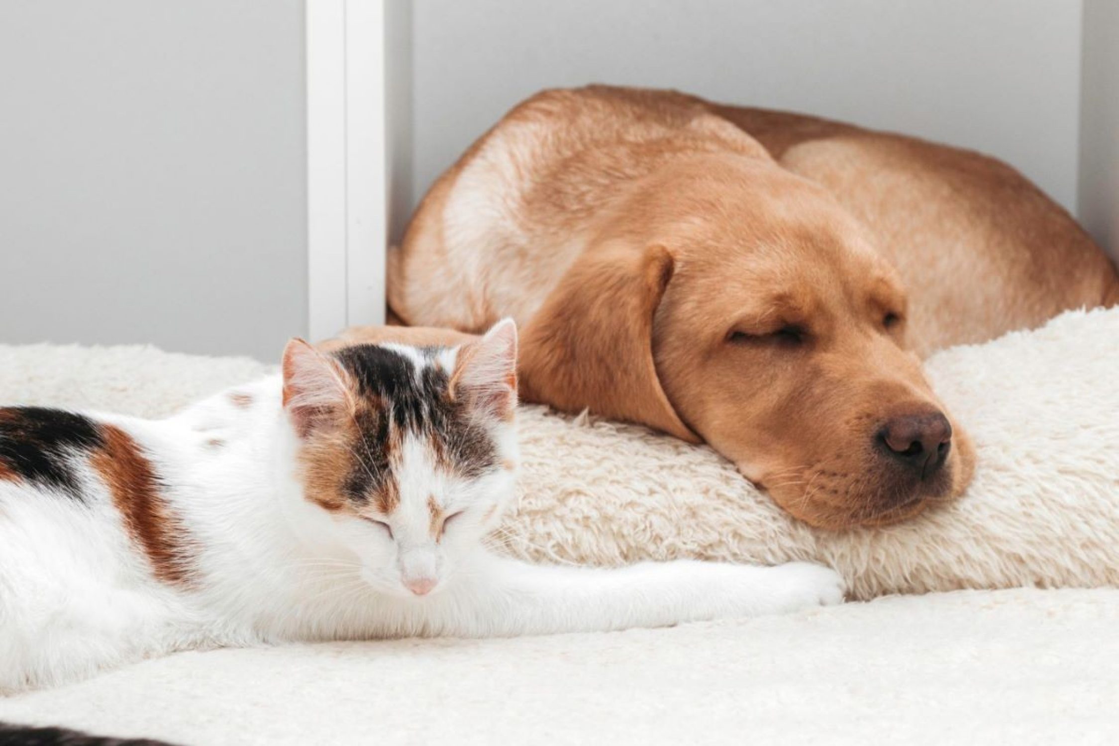 Un gatto e un cane dormono uno accanto all'altro.